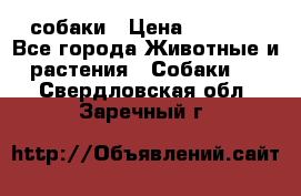 собаки › Цена ­ 2 500 - Все города Животные и растения » Собаки   . Свердловская обл.,Заречный г.